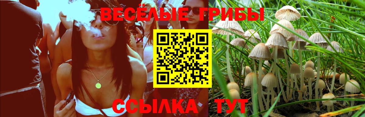 Псилоцибиновые грибы Psilocybine cubensis Ростов Великий